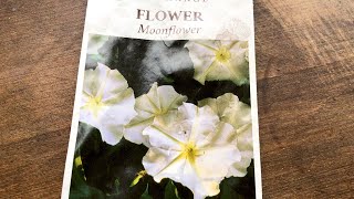 How I Grow Moonflowers from Seed [upl. by Yzeerb959]