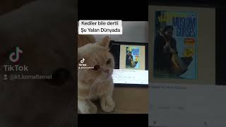 Kediler bile dertli cat cats catlover keşfet kedi komikvideolar trending müslümgürses [upl. by Ennyrb]