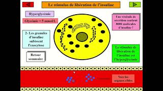 La communication hormonale  La régulation de la glycémie insuline et glucagon [upl. by Annatnas]