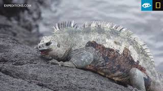 Marine Iguana Fight  Galápagos  Lindblad ExpeditionsNational Geographic [upl. by Annawak]