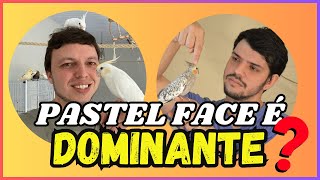 LIVE PASTELFACE É DOMINANTE [upl. by Matty]