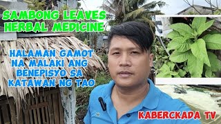 healthy tips Sambong leaves herbal medicine [upl. by Atilrak]