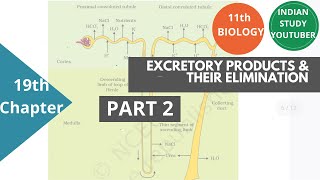 NCERT Class 11th Biology chapter 19th Excretory products and their elimination  PART 2 [upl. by Dragoon]