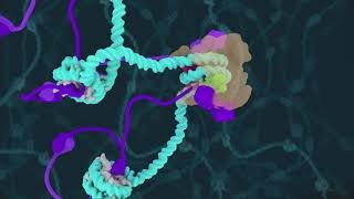 Centromeric Chromatin Transition at Mitotic Onset Curr Biol July 25 2019 Vol 29 Issue 16 [upl. by Arrais]