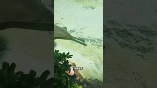 How sawfish hunts fish shorts youtubeshorts viralshorts facts amazingfacts [upl. by Ycram34]