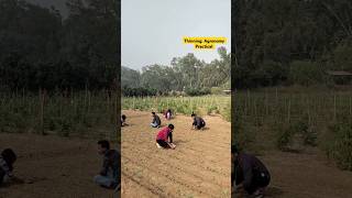 Thinning Agronomy field practical iari agriculture feed bscag shortsviral iaridelhi [upl. by Neryt960]