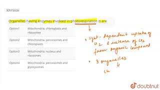 Organelles having enzymes involved in photorespriation is are [upl. by Arret]