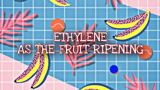 Experiment Ethylene Ripening of Banana [upl. by Puett]