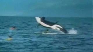 Orca Whale Lands On Kayak [upl. by Drews138]