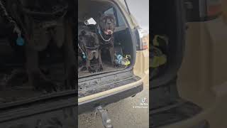 canecorso shortvideos foryou foryoupage fyp tiktok viral trending viralvideos shorts lol [upl. by Nnyllaf318]