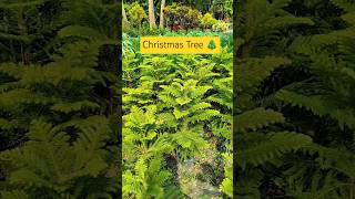 Christmas Tree । Christmas Tree farming gardening treeplantation chrismastree shorts [upl. by Kirred]