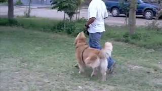 adiestramiento canino basico a un golden retriever y rottweyler [upl. by Nared957]