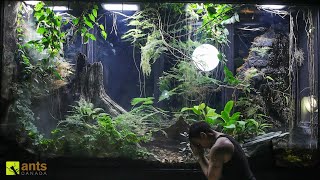 A Major Crisis Hit My Giant Rainforest Vivarium and I Have to Go Away [upl. by Foskett]