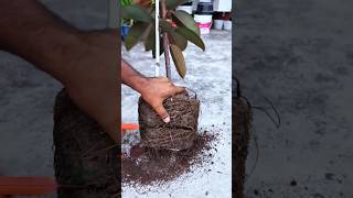 Repotting My RootBound Rubber Plant  Time for a New Home terracegardening gardening greenthumb [upl. by Am]