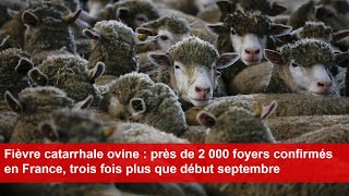 Fièvre catarrhale ovine  près de 2 000 foyers confirmés en France [upl. by Azalea]