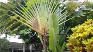 Ravenala madagascariensis Travelers Palm Tree [upl. by Itnuahsa158]