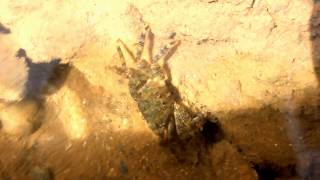 Marbled rock crab  Pachygrapsus marmoratus  Cyprus [upl. by Lakin173]