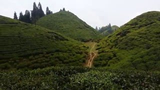 Darjeeling Tea Garden video with undulating tea hills of Darjeeling [upl. by Cosimo]