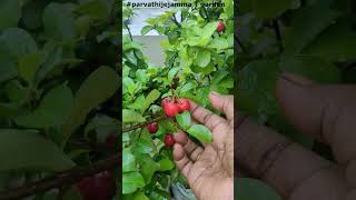 cherrys from my terrace garden [upl. by Jorgenson]