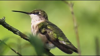 Bluegray Gnatcatcher Hummingbird amp Pollen Covered Bumblebee [upl. by Uphemia]