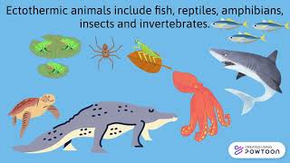 Endotherms And Ectotherms [upl. by Toft]