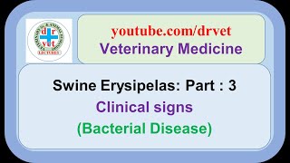 Swine Erysipelas Part 3 l clinical signs [upl. by Gordy]