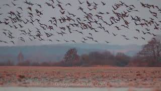 Geese migrating birds in spring Large flock of birds [upl. by Surdna]