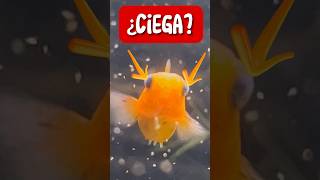 Pez MOLLY “Tania” ¿Ciega ¿Exoftalmia🐠🤔 guppy snail fish peces bettafish pez aquarium [upl. by Isabel467]