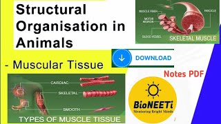 Muscular Tissues  Structure Types Functions Structural Organisation Animals NEET [upl. by Wilek]