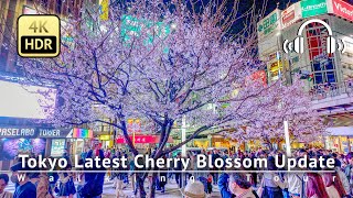 As of 330  Tokyo Latest Cherry Blossom Update Stunning Full Bloom in Shinjuku 4KHDRBinaural [upl. by Davilman]