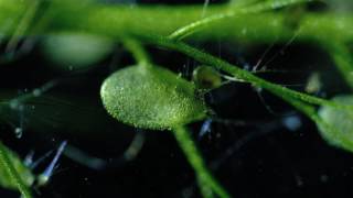 Carnivorous Bladderwort Fastest Plant in the World [upl. by Amalbergas234]