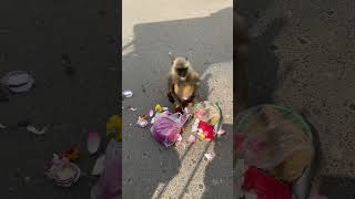 MONKEY  MANKIND amp MINDFULNESS [upl. by Brett777]