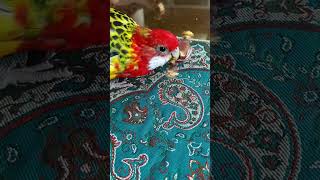 bird trying to eat chocolate 😱 birds parrot pets [upl. by Lakym]