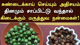 சுண்டைக்காய் மருத்துவ நன்மைகள்  Sundakkai Benefits in Tamil  Sundakkai Health Benefits in Tamil [upl. by Aihsilat863]