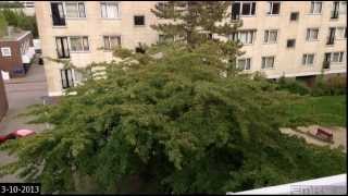 Beautiful One Year Time Lapse of Cherry Blossom Tree [upl. by Sivar514]