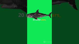 Titanoboa vs Megalodon Ultimate Prehistoric ShowdownMegalodon [upl. by Hinkle]