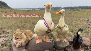 So funny and cute😂 The cat and the duck ran a marathonThe cat is proud and indulgent surprise me [upl. by Hild]