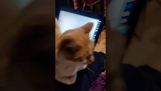 Mi gato esta cambiando music chamba [upl. by Ardnaik41]