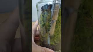 Vertical Terrarium with Live Sphagnum Moss [upl. by Yeleen]