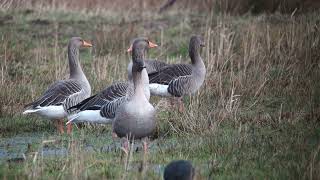 Pink footed Goose Kleine rietgans Munnikenpolder The Netherlands Luuk Punt 240210 0 [upl. by Reffotsirk]