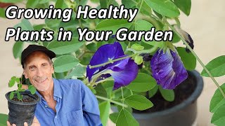 You Can Grow Blue Pea  Butterfly Pea at Home [upl. by Adnaw]