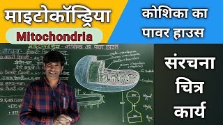 माइटोकॉन्ड्रिया  Mitochondria संरचना एवं कार्य studydostkushwahasir [upl. by Ranitta]