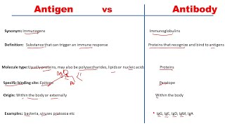 Difference between antigen and antibody  Antigen vs Antibody [upl. by Haelak]