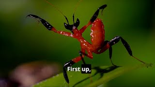 Weird Insect Facts for Kids 1 [upl. by Attenrad303]