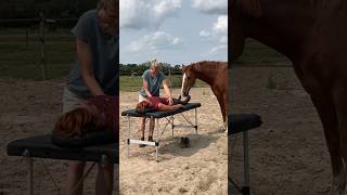 Great emotional releases through the energy of the horses 🧡🐴horse healing love energyhealing [upl. by Kesia]