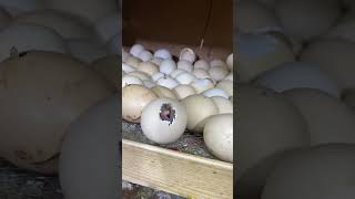 Eggs incubator hatching result start [upl. by Gnivre]