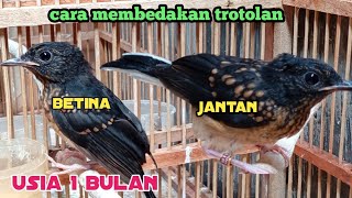 cara membedakan murai trotolan jantan dan betina usia 1 bulan [upl. by Shelman]