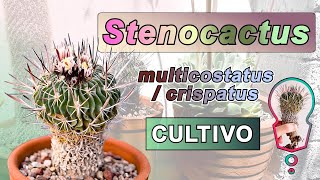 STENOCACTUS multicostatuscrispatus 🌵 CULTIVO Sustrato y Trasplante  RIEGO y LUZ  BIOLOGÍA y [upl. by Htebsle]