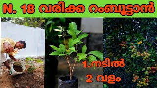 വിട്ടിൽ റംബൂട്ടൻ നടുന്ന രീതി rambutan krishi malayalam [upl. by Ednalrim]