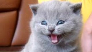 Kittens Meowing Compilation  CUTE [upl. by Allemap]